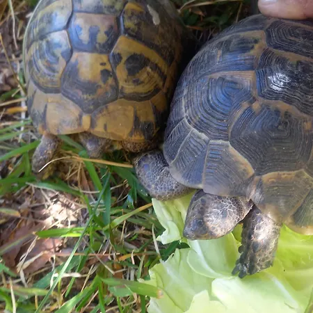Bamboo Garden Prázdninový dům Nea Iraklia