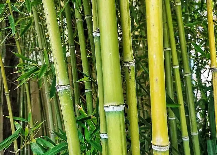度假居 Bamboo Garden 尼亚伊拉克利亚