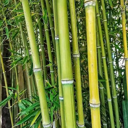 Casa de Férias Bamboo Garden Néa Iráklia