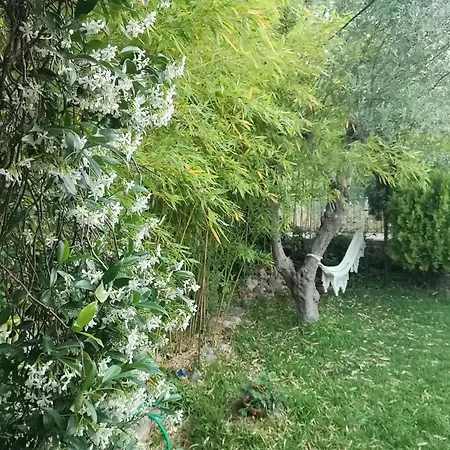 Bamboo Garden