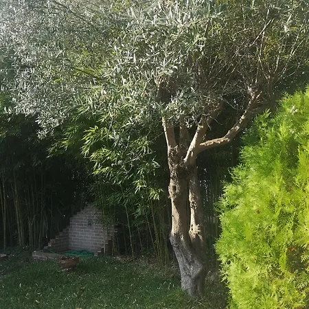 Bamboo Garden