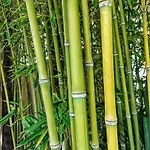 Сasa de vacaciones Bamboo Garden Nea Iraklia