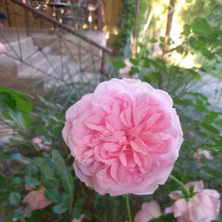 Nyaraló Bamboo Garden