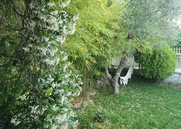 Bamboo Garden