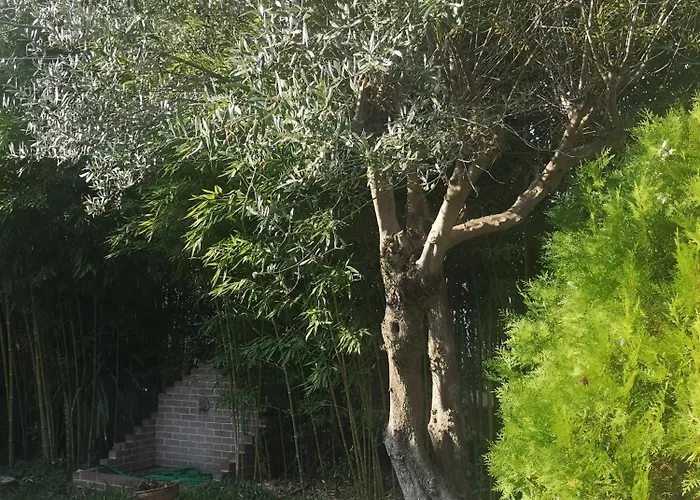 Bamboo Garden